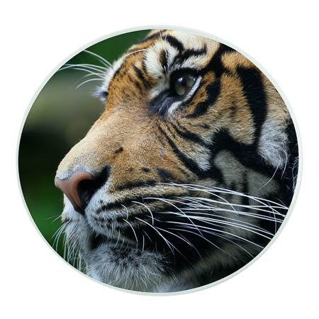 GL17b Glass Coaster GL17b Glass Coaster